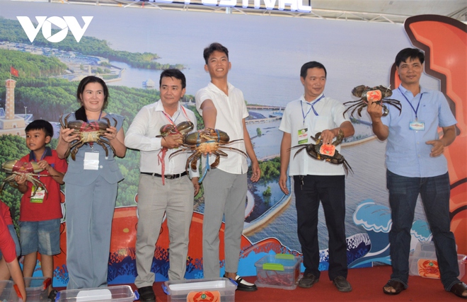 Con cua nặng hơn 1,4 kg giành giải nhất cuộc thi Sumo Crab tại Cà Mau - Ảnh 2.