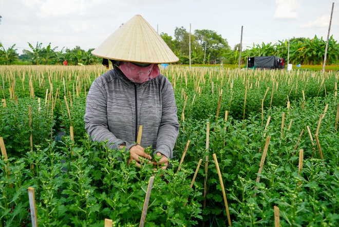 Làng hoa ở TP.HCM hối hả vụ Tết, nhà vườn không tăng giá - Ảnh 5.