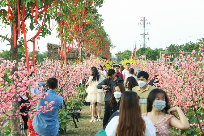 Ảnh: Vườn hoa hướng dương khoe sắc rực rỡ dịp cuối năm ở TP.HCM, hàng trăm người dân đến tham quan - Ảnh 13.