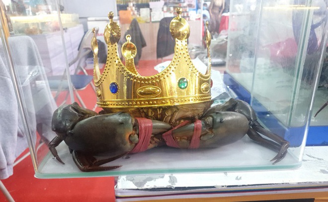 &ldquo;Miss cua 2022&rdquo; đ&atilde; đăng quang cuộc thi Sumo Crab tại C&agrave; Mau như thế n&agrave;o? - Ảnh 1.