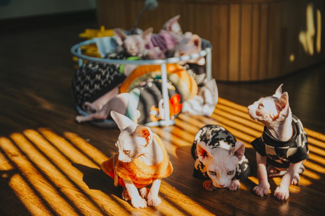 Hành trình đoạt giải cuộc thi sắc đẹp của mèo: Được chăm như em bé, tập thể dục mỗi ngày - Ảnh 6.