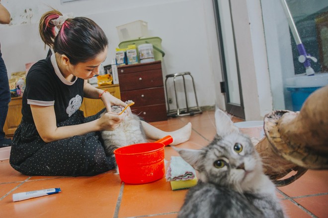 Hành trình đoạt giải cuộc thi sắc đẹp của mèo: Được chăm như em bé, tập thể dục mỗi ngày - Ảnh 5.
