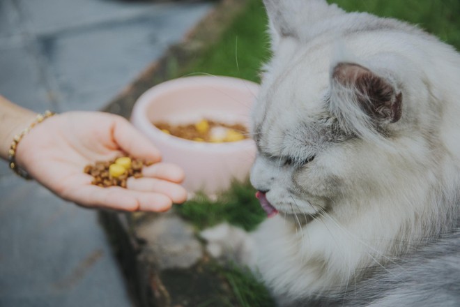 Hành trình đoạt giải cuộc thi sắc đẹp của mèo: Được chăm như em bé, tập thể dục mỗi ngày - Ảnh 4.