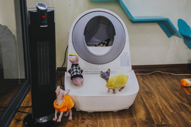 Hành trình đoạt giải cuộc thi sắc đẹp của mèo: Được chăm như em bé, tập thể dục mỗi ngày - Ảnh 7.