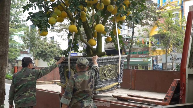 Bưởi cảnh giá hàng chục triệu mỗi chậu phục vụ đại gia mua về chơi Tết - Ảnh 8.