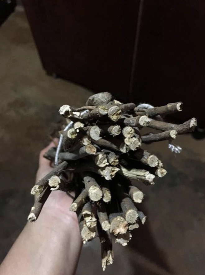 1001 chuyện tr&eacute;o ngoe khi mua c&acirc;y cảnh chơi Tết: t&aacute;o bonsai nở ra hoa d&acirc;m bụt, quả sung được gắn keo 502 - Ảnh 11.