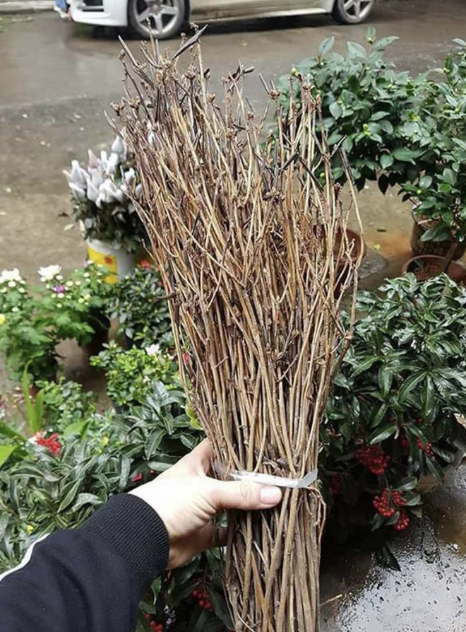 1001 chuyện tr&eacute;o ngoe khi mua c&acirc;y cảnh chơi Tết: t&aacute;o bonsai nở ra hoa d&acirc;m bụt, quả sung được gắn keo 502 - Ảnh 10.
