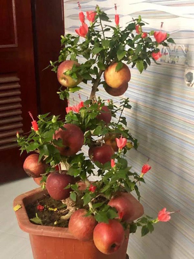 1001 chuyện tr&eacute;o ngoe khi mua c&acirc;y cảnh chơi Tết: t&aacute;o bonsai nở ra hoa d&acirc;m bụt, quả sung được gắn keo 502 - Ảnh 5.