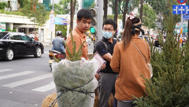 TP.HCM: Người dân chi tiền triệu mua thông tươi chơi Giáng sinh - Ảnh 10.