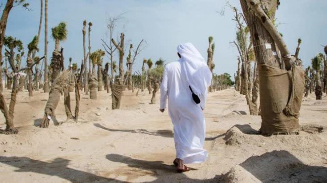 Tiêu chuẩn đánh giá giàu - nghèo ở Qatar chẳng giống đâu trên thế giới: Không phải là nhà lầu, xe hơi, du thuyền mà là xem ai trồng nhiều cây hơn - Ảnh 2.