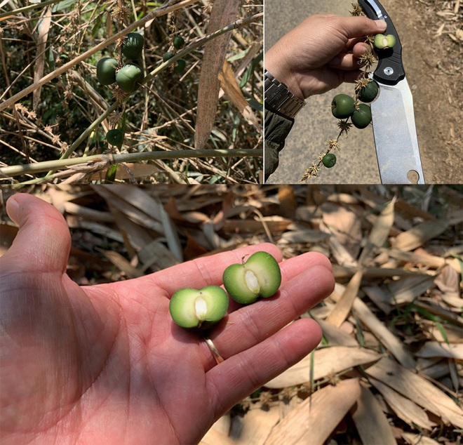 Thực hư về lời đồn thứ quả trăm năm kết tr&aacute;i một lần, l&agrave; điềm b&aacute;o của hạn h&aacute;n, đ&oacute;i k&eacute;m - Ảnh 1.