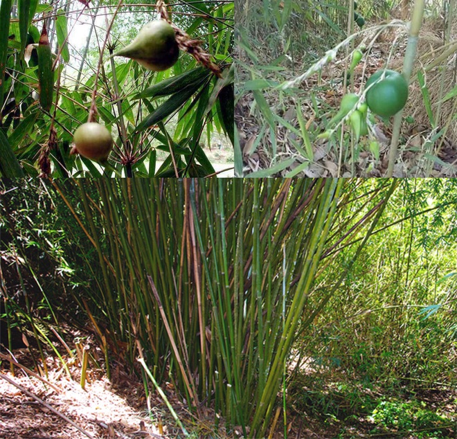 Thực hư về lời đồn thứ quả trăm năm kết tr&aacute;i một lần, l&agrave; điềm b&aacute;o của hạn h&aacute;n, đ&oacute;i k&eacute;m - Ảnh 2.