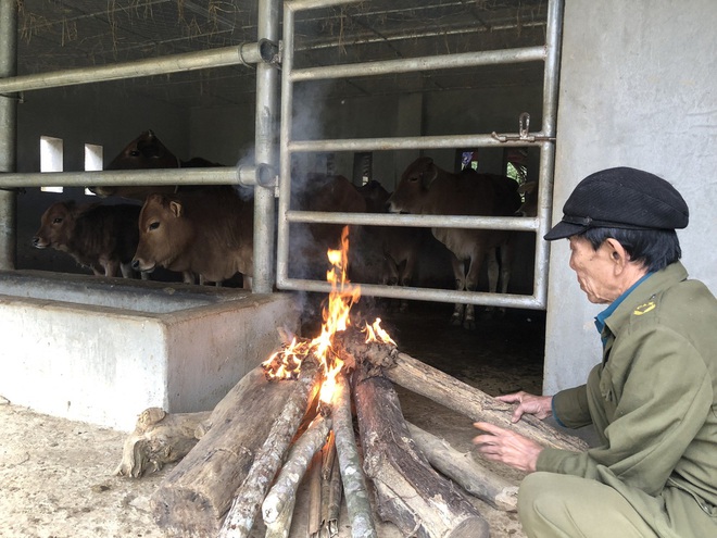 Rét kỷ lục khiến hàng trăm con trâu bò chết, nông dân khẩn cấp “may” áo ấm cho gia súc - Ảnh 3.