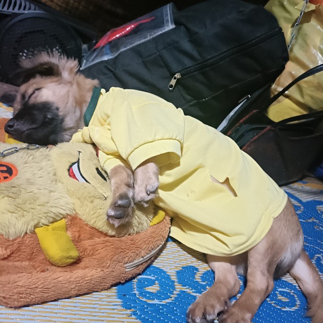 Chủ nh&acirc;n 15 ch&uacute; ch&oacute; bị ti&ecirc;u hủy: Gạt hết hờn giận, đ&oacute;n Tết với 600 ngh&igrave;n v&agrave; đ&agrave;n ch&oacute; mới - Ảnh 2.