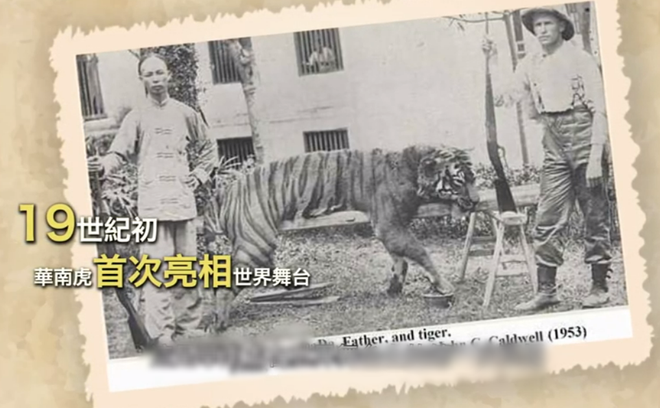 Lo&agrave;i hổ Hoa Nam qu&yacute; hiếm nhất h&agrave;nh tinh: L&atilde;nh thổ từng trải d&agrave;i m&ecirc;nh m&ocirc;ng khắp đại lục, gieo rắc nỗi kinh sợ cho v&ocirc; số ng&ocirc;i l&agrave;ng - Ảnh 6.