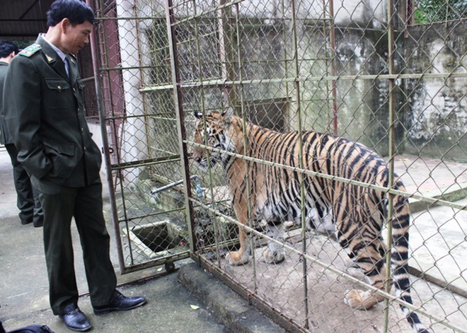 Đại gia Thanh Hóa nuôi dưỡng 11 con hổ dữ: Đến giờ thực sự mệt mỏi, kiệt quệ - Ảnh 4.