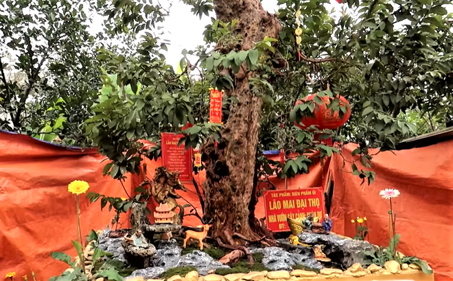 C&acirc;y ổi lạ rao b&aacute;n 15 tỷ khiến d&acirc;n mạng thốt l&ecirc;n: Ng&aacute;o gi&aacute;, tiền đ&acirc;u phải l&aacute; đa l&aacute; m&iacute;t - Ảnh 1.