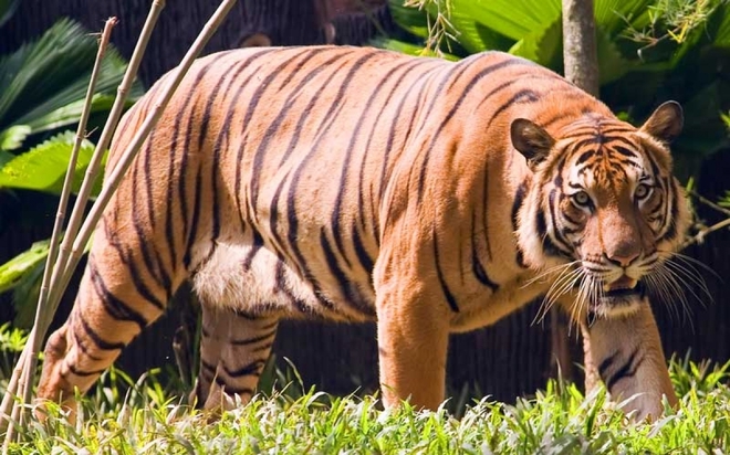 Malaysia nỗ lực cứu loài hổ Mã Lai khỏi bị tuyệt chủng - Ảnh 1.