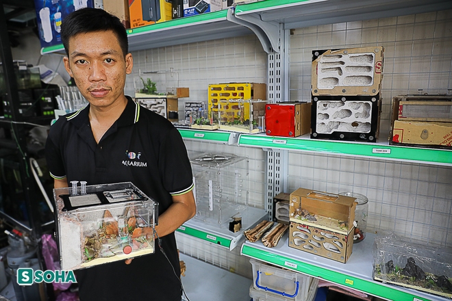 Lạ l&ugrave;ng ch&agrave;ng trai TP.HCM mang cả trăm con kiến về l&agrave;m th&uacute; cưng, c&oacute; tổ ri&ecirc;ng cho kiến ch&uacute;a - Ảnh 1.