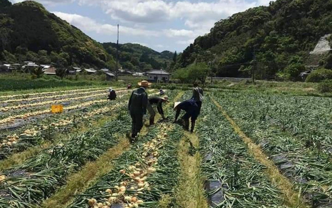 Cảnh b&aacute;o lừa đảo đưa lao động đi l&agrave;m việc thời vụ tại H&agrave;n Quốc - Ảnh 1.