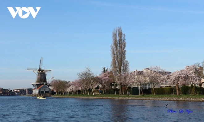 Hà Lan đẹp nao lòng giữa mùa hoa anh đào - Ảnh 9.