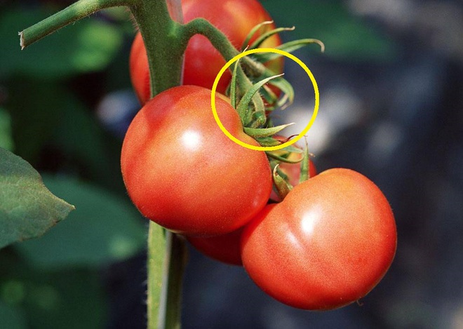 Đi chợ, thấy cà chua có 3 ĐẶC ĐIỂM này dứt khoát đừng mua: Có thể chứa độc tố hoặc đã bị tiêm thuốc kích chín, người trồng còn không dám ăn - Ảnh 2.