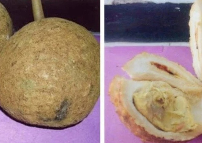 Cây sầu riêng lạ đời nhất thế giới vì cho quả… không có gai, xẻ ra bên trong dân mạng còn ngỡ ngàng hơn - Ảnh 3. Cây sầu riêng lạ đời nhất thế giới vì cho quả… không có gai, xẻ ra bên trong dân mạng còn ngỡ ngàng hơn - Ảnh 3.