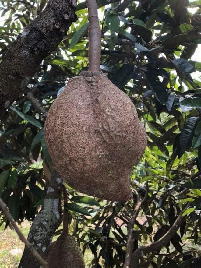 Sầu ri&ecirc;ng nhưng lại kh&ocirc;ng c&oacute; gai: Kết quả sau 12 năm nỗ lực của c&aacute;c nh&agrave; khoa học Indonesia - Ảnh 1.