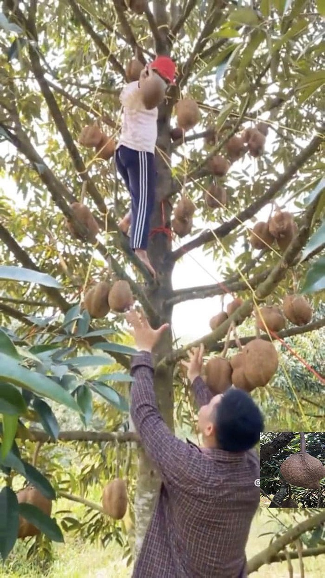 Sầu riêng nhưng lại không có gai: Kết quả sau 12 năm nỗ lực của các nhà khoa học Indonesia - Ảnh 2.