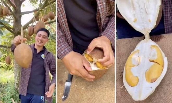 Sầu ri&ecirc;ng nhưng lại kh&ocirc;ng c&oacute; gai: Kết quả sau 12 năm nỗ lực của c&aacute;c nh&agrave; khoa học Indonesia - Ảnh 3.