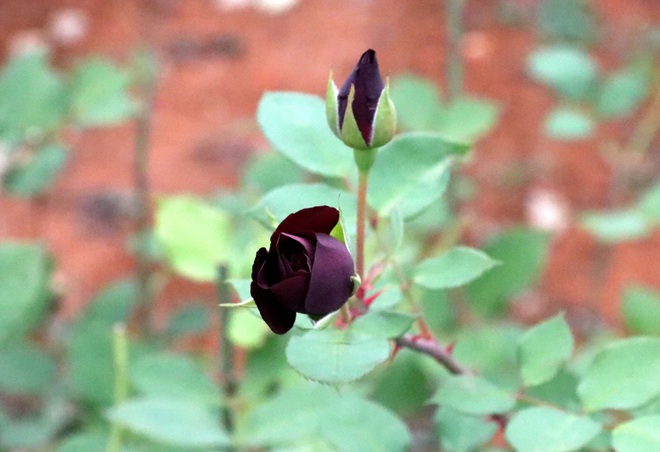 Dân mạng xôn xao về loài hoa hồng đen vừa bí ẩn vừa khó tìm, chỉ mọc ở 1 nơi duy nhất trên thế giới, sự thật có như người ta nghĩ? - Ảnh 7.