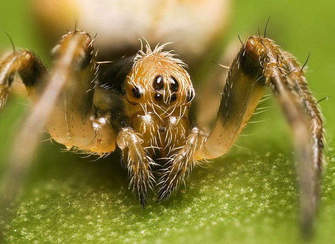 Có bầu nhưng không phải sản phụ, được mệnh danh là sinh vật đến từ địa ngục nhưng loài nhện này lại hoàn toàn vô hại với con người - Ảnh 6.
