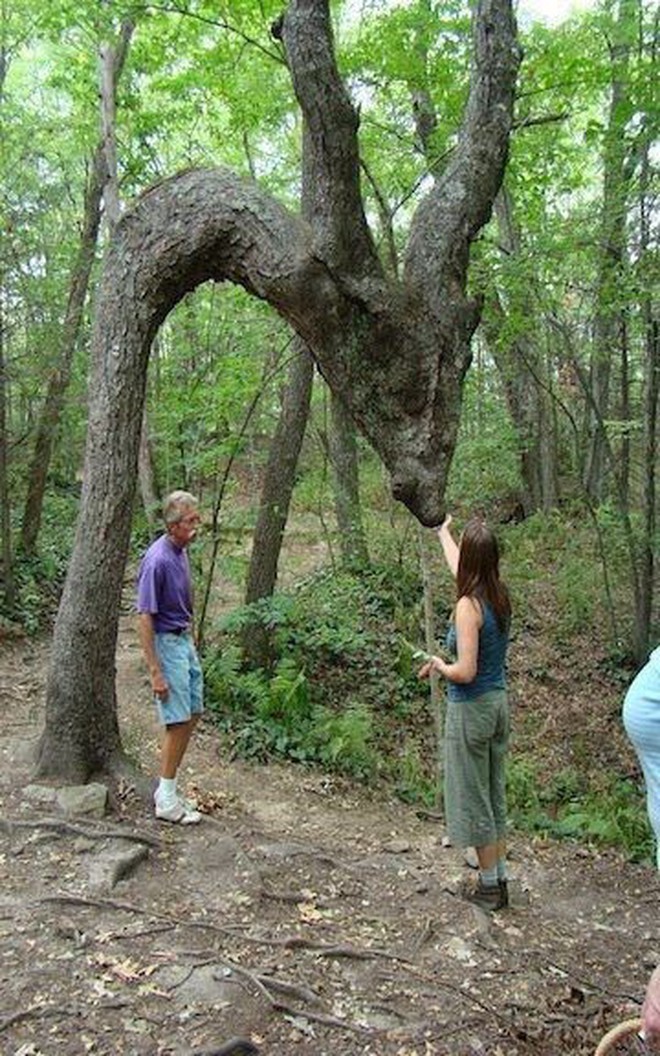 20 cái cây hình hài kỳ dị khắp thế giới: Từ quái vật thần thoại đến &quot;ác quỷ&quot; xấu xí khó tin - Ảnh 2.