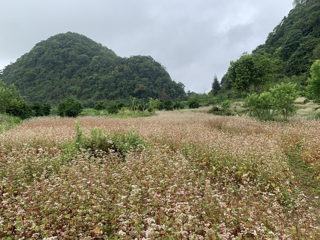 Ngỡ ngàng ngắm hoa tam giác mạch trái mùa ở Hà Giang khiến nhiều du khách không khỏi ngạc nhiên và thích thú - Ảnh 1.