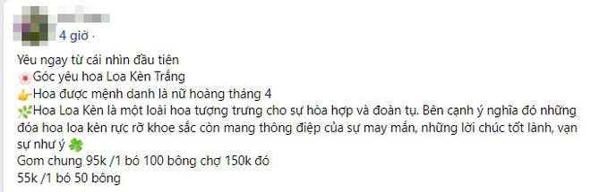 Hoa loa kèn vào mùa giá hạ nhiệt, chợ mạng rao bán chỉ từ 49k/50 bông - Ảnh 2.