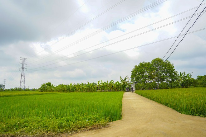 Sét đánh chết đàn lợn 229 con ở Thái Bình: Chủ nuôi khóc ngất, chưa dám ra trang trại - Ảnh 5.