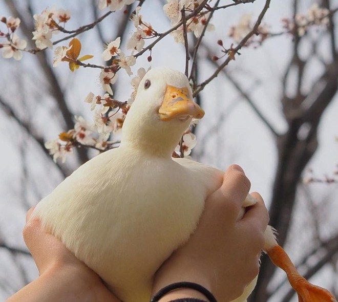 Trào lưu nuôi vịt gọi - Call Duck: Thú vui của đại gia, chấp nhận mùi hôi, tiếng kêu đinh tai vì chúng quá dễ thương - Ảnh 8.