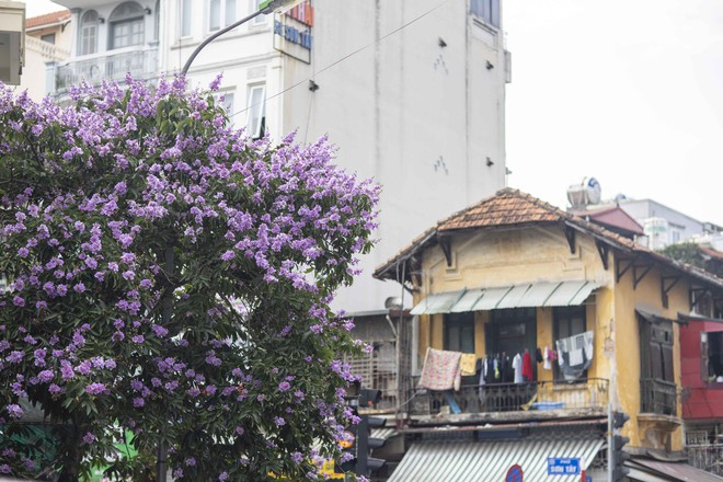 Hà Nội tháng 5, thời tiết đỏng đảnh nhưng vẫn thật rực rỡ khi những mùa hoa gọi hè về - Ảnh 5.