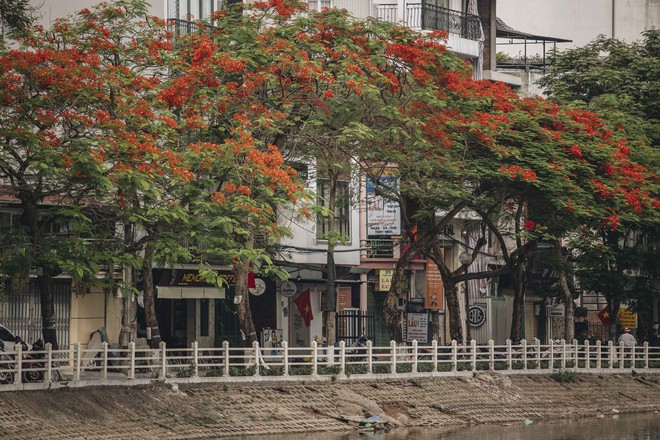 Hà Nội tháng 5, thời tiết đỏng đảnh nhưng vẫn thật rực rỡ khi những mùa hoa gọi hè về - Ảnh 14.