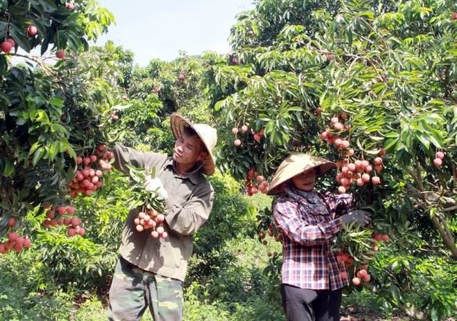 Một loại quả Việt Nam thắng lớn tại Nhật, thương nhân Trung Quốc nườm nượp tìm mua - Ảnh 1.