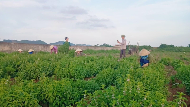 Chàng trai 25 tuổi bỏ ngang đại học về quê, kiếm tiền tỷ nhờ đam mê với lá cây - Ảnh 4.