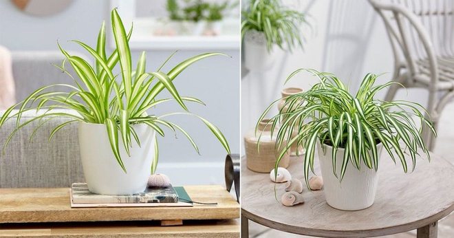 8 loại cây trồng trong nhà thích hợp nhất với những người bận rộn - Ảnh 11.