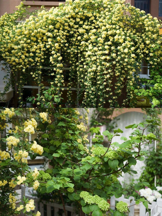 Ngẩn ngơ trước khu vườn nhà 60m² đẹp như tranh vẽ, thác hoa phủ vàng ruộm cả một góc sân - Ảnh 7.