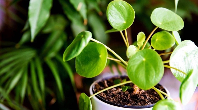 8 loại cây trồng trong nhà thích hợp nhất với những người bận rộn - Ảnh 8.