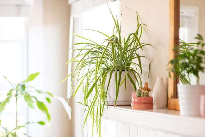 8 loại cây trồng trong nhà thích hợp nhất với những người bận rộn - Ảnh 10.