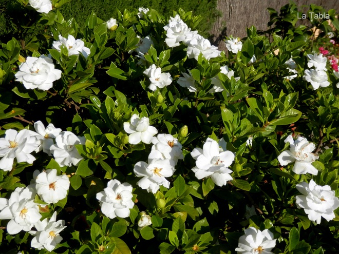 5 loại hoa không sợ nắng đặc biệt thích hợp trồng ngoài ban công hay sân thượng - Ảnh 5.