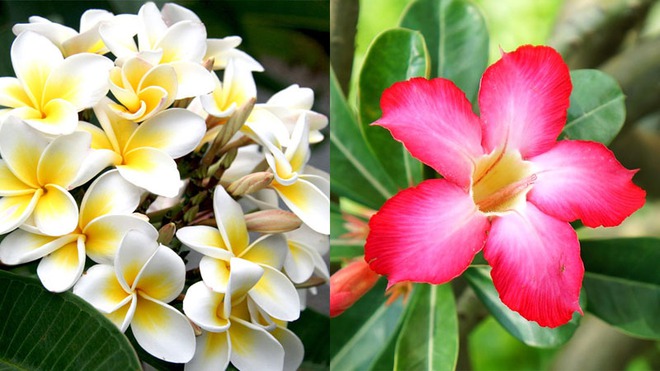 5 loại hoa không sợ nắng đặc biệt thích hợp trồng ngoài ban công hay sân thượng - Ảnh 6.