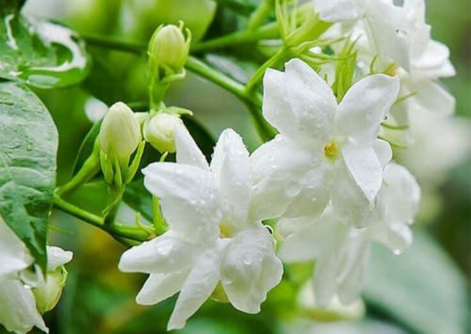 5 loại hoa không sợ nắng đặc biệt thích hợp trồng ngoài ban công hay sân thượng - Ảnh 9.