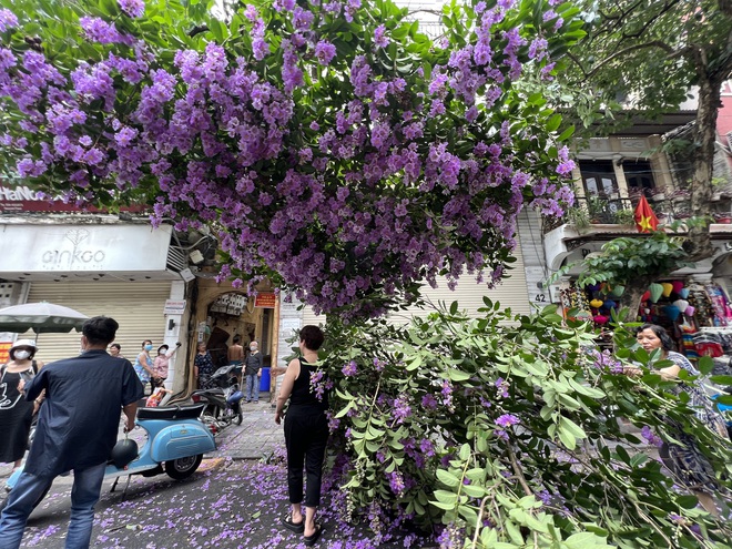 H&agrave; Nội: C&acirc;y bằng lăng t&iacute;m phố cổ g&atilde;y c&agrave;nh, người d&acirc;n chụp ảnh bất chấp nguy hiểm - Ảnh 4.