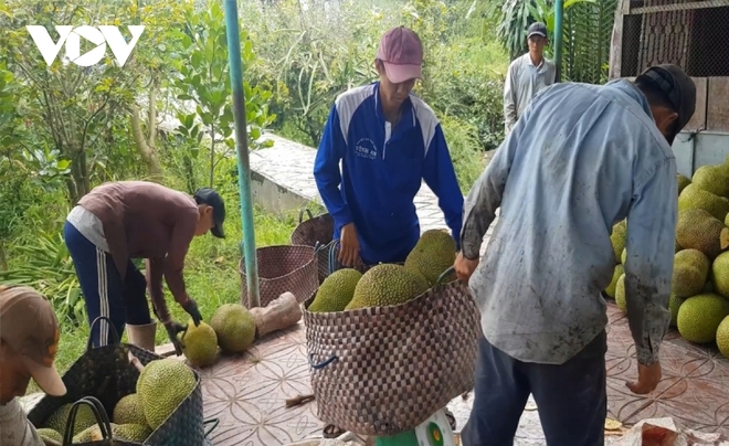 Gi&aacute; m&iacute;t giảm mạnh chỉ c&ograve;n 3.000 đồng/kg, người trồng lỗ nặng - Ảnh 1.
